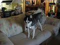 Shadow - Couch Run