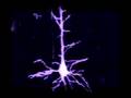 My Life - BuBoNiC NATE and Dead Rats Music Video