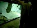 albino burms first feed