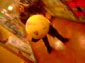 bouncyball.. bouncyball..