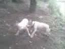 pitbuls