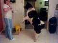 akita \"Obedience\" 2 akita \"Obedience\" 2
