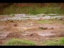 Little Ringed Plover on Colyford Common Devon Little Ringed Plover on Colyford Common Devon