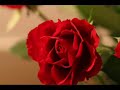 oh rosa encarnada !
yace el hombre en el gran desamparo,
sufre el mayor dolor...
cu�nto quisiera yo estar en el cielo !

iba por un ancho camino
cuando vino un �ngel que quiso rechazarme
ah no, no dejar� que me rechacen !
soy criatura de dios, y quiero volver a dios,
mi dios amado me dar� una peque�a luz
que 
guiar� mis pasos
hacia la vida eterna y bendita !

o little red rose!
man lies in greatest need,
man lies in greatest pain.
ever would i prefer to be in heaven.
once i came upon a wide road,
there stood an angel who wanted to turn me away.
but no, i will not be turned away!
i came from god, and will return to god,
the loving god who will give me a little light,
to lighten my way up to eternal, blessed life!