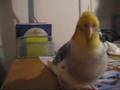my cockatiel loves to talk