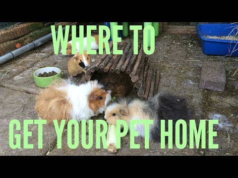 video-linktoworks-Where to get your Guinea Pig or Rabbit Home! | Furry...