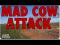 Mad Cow or Bull Attack - YouTube