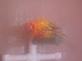 Heli takes a shower Heli takes a shower