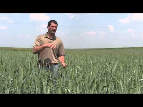 how to replant alfalfa