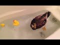 あひる風呂
