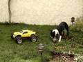 Boston Terrier video