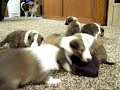 akc-cute-baby-puppy-sheltie-shetland-sheepdog-2.html