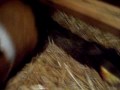 hungry guinea piggy !