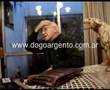 Dogo Argentino video