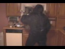 The Funky Monkey Dances The Funky Monkey Dances