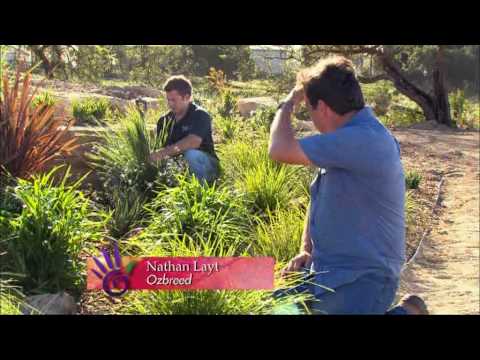 how to care for new zealand flax