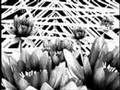 Gardening at Midnight ~ In The First
