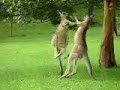 Kangaroo Fight