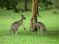 Kangaroo Fight Kangaroo Fight