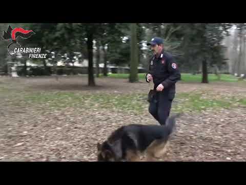 Il cane carabiniere Battman in azione