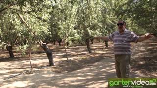 #898 Mandelbäume - Grossflächiger Anbau