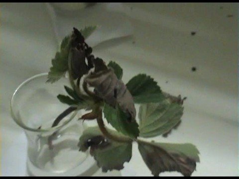 how to grow fragaria x ananassa