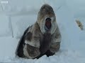 A young boy learns how to survive by watching his father and grandfather Watch here as he attempts to make his first igloo. Visit www.bbcearth.com for all the latest animal news and wildlife videos and watch more high quality videos on the new BBC Earth YouTube channel here www.youtube.com