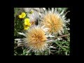AU PAYS DES FLEURS
