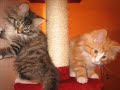 tierisch gem�tlich, karizmatik seker seyler,