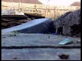 My first skate vid :D My first skate vid :D