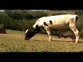 PROGRAMA PET & CIA - HOTEL FAZENDA