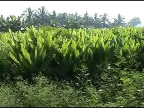 how to agriculture india