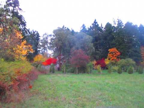 how to make dye from eucalyptus