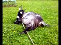 Vuohi aloittaa synnytyksen