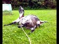 Vuohi aloittaa synnytyksen