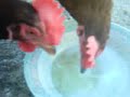 beer drinking chickens