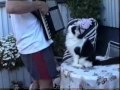Funny cat  \