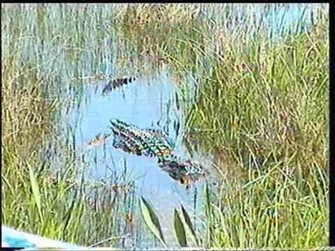 Everglades National Park Florida / USA