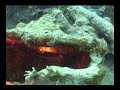 British Virgin Islands Video
