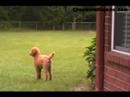 Creole and Gumbo are Standard Poodles and this is their first weekend together. We have had Creole for 10 months. Gumbo is a 10 week old puppy. Their owners have been separated due to a cross-country move for several months and this is the coming together of the two dogs.