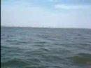 Dolphins in Long Beach
