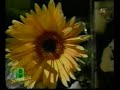 la enredadera dueto ensueños