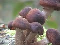 Brigitte Herfst 2 Brigitte Herfst 2