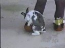 animals sex funny :) سكس حيوانات