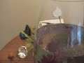 Excited Betta Dancing for Food!!