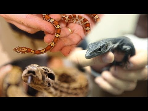 chewy - Satan Snake vs Chewy. This week we update you on some of our cool reptile projects, like Night Niles, Boa constrictors and our cornsnake feeding experiment. ...