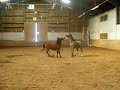 CH haut doubs, à houtaud (25300)le poulain alezan avec le deriière un peu tacheté, qu'on voit à un moment qui galope, c'est RIGOLO