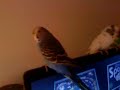 cocoriti sul pc