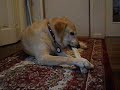 Labrador loves her rawhide chew