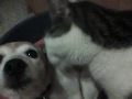 Katze leckt Hund.mp4